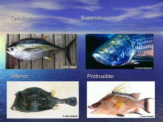 Terminal: Superior:Terminal: Superior:
Inferior:Inferior: Protrusible:Protrusible:
 