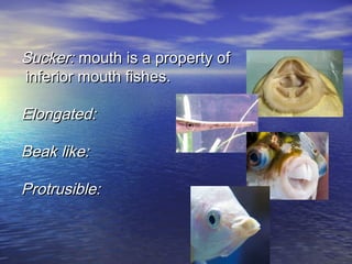 Sucker:Sucker: mouth is a property ofmouth is a property of
inferior mouth fishes.inferior mouth fishes.
Elongated:Elongated:
Beak like:Beak like:
Protrusible:Protrusible:
 