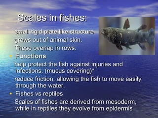 Scales in fishes:Scales in fishes:
small rigid plate like structuresmall rigid plate like structure
grows out of animal skin.grows out of animal skin.
These overlap in rows.These overlap in rows.
• FunctionsFunctions
help protect the fish against injuries andhelp protect the fish against injuries and
infections. (mucus covering)*infections. (mucus covering)*
reduce friction, allowing the fish to move easilyreduce friction, allowing the fish to move easily
through the water.through the water.
• Fishes vs reptilesFishes vs reptiles
Scales of fishes are derived from mesoderm,Scales of fishes are derived from mesoderm,
while in reptiles they evolve from epidermiswhile in reptiles they evolve from epidermis
 