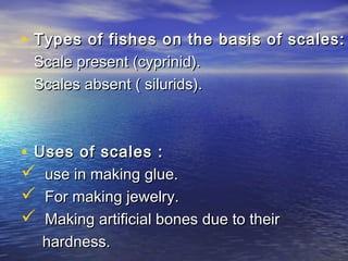 • Types of fishes on the basis of scales:Types of fishes on the basis of scales:
Scale present (cyprinid).Scale present (cyprinid).
Scales absent ( silurids).Scales absent ( silurids).
• Uses of scales :Uses of scales :
 use in making glue.use in making glue.
 For making jewelry.For making jewelry.
 Making artificial bones due to theirMaking artificial bones due to their
hardness.hardness.
 