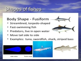 Shapes of fishesShapes of fishes
 