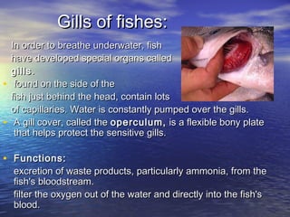 Gills of fishes:Gills of fishes:
In order to breathe underwater, fishIn order to breathe underwater, fish
have developed special organs calledhave developed special organs called
  gillsgills..
• found on the side of thefound on the side of the
fish just behind the head, contain lotsfish just behind the head, contain lots
of capillaries. Water is constantly pumped over the gills.of capillaries. Water is constantly pumped over the gills.
• A gill cover, called theA gill cover, called the operculum,operculum, is a flexible bony plateis a flexible bony plate
that helps protect the sensitive gills.that helps protect the sensitive gills.
• Functions:Functions:
excretion of waste products, particularly ammonia, from theexcretion of waste products, particularly ammonia, from the
fish's bloodstream.fish's bloodstream.
filter the oxygen out of the water and directly into the fish'sfilter the oxygen out of the water and directly into the fish's
blood.blood.
 