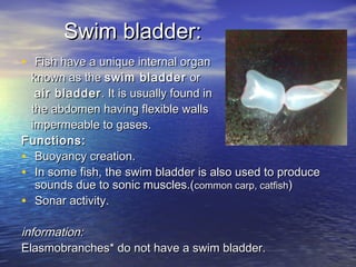 Swim bladder:Swim bladder:
• Fish have a unique internal organFish have a unique internal organ
known as the known as the swim bladderswim bladder or or
air bladderair bladder. It is usually found in. It is usually found in
the abdomen having flexible wallsthe abdomen having flexible walls
impermeable to gases.impermeable to gases.
Functions:Functions:
• Buoyancy creation.Buoyancy creation.
• In some fish, the swim bladder is also used to produceIn some fish, the swim bladder is also used to produce
sounds due to sonic muscles.(sounds due to sonic muscles.(common carp, catfishcommon carp, catfish))
• Sonar activity.Sonar activity.
information:information:
Elasmobranches* do not have a swim bladder.Elasmobranches* do not have a swim bladder.
 