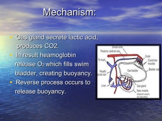 Mechanism:Mechanism:
• Gas gland secrete lactic acid,Gas gland secrete lactic acid,
produces CO2produces CO2..
• In result heamoglobinIn result heamoglobin
release Orelease O22 which fills swimwhich fills swim
bladder, creating buoyancy.bladder, creating buoyancy.
• Reverse process occurs toReverse process occurs to
release buoyancy.release buoyancy.
 