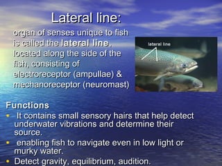 Lateral line:Lateral line:
organ of senses unique to fishorgan of senses unique to fish
is called the is called the lateral linelateral line,,
located along the side of thelocated along the side of the
fish, consisting offish, consisting of
electroreceptor (ampullae) &electroreceptor (ampullae) &
mechanoreceptor (neuromast)mechanoreceptor (neuromast)
FunctionsFunctions
• It contains small sensory hairs that help detectIt contains small sensory hairs that help detect
underwater vibrations and determine theirunderwater vibrations and determine their
source.source.
• enabling fish to navigate even in low light orenabling fish to navigate even in low light or
murky water.murky water.
• Detect gravity, equilibrium, audition.Detect gravity, equilibrium, audition.
 