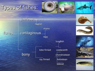 Types of fishes:Types of fishes:
jawlessjawless lampreylamprey
hagfishhagfish
sharkssharks
fishes cartilaginousfishes cartilaginous
raysrays
lungfishlungfish
lobe finned coelacanthlobe finned coelacanth
bonybony chondrosteanchondrostean
ray finned holosteanray finned holostean
teleostteleost
 