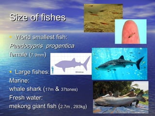 Size of fishesSize of fishes
• World smallest fish:World smallest fish:
Paedocypris progenticaPaedocypris progentica
female (female (7.9mm7.9mm))
• Large fishes:Large fishes:
Marine:Marine:
whale shark (whale shark (17m17m && 37tones)37tones)
Fresh water:Fresh water:
mekong giant fish (mekong giant fish (2.7m , 293kg2.7m , 293kg))
 