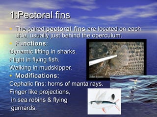 1:Pectoral fins1:Pectoral fins
• The paired The paired pectoral finspectoral fins are located on each are located on each
side, usually just behind the operculum.side, usually just behind the operculum.
• FunctionsFunctions::
Dynamic lifting in sharks.Dynamic lifting in sharks.
Flight in flying fish.Flight in flying fish.
Walking in mudskipper.Walking in mudskipper.
• Modifications:Modifications:
Cephalic fins: horns of manta rays.Cephalic fins: horns of manta rays.
Finger like projections,Finger like projections,
in sea robins & flyingin sea robins & flying
gurnards.gurnards.
 