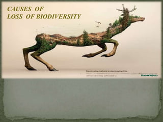 CAUSES OF
LOSS OF BIODIVERSITY
 