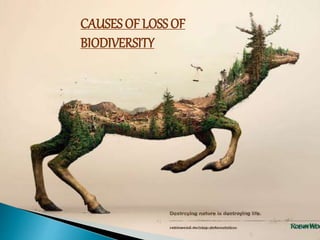 CAUSES OF LOSS OF
BIODIVERSITY
 