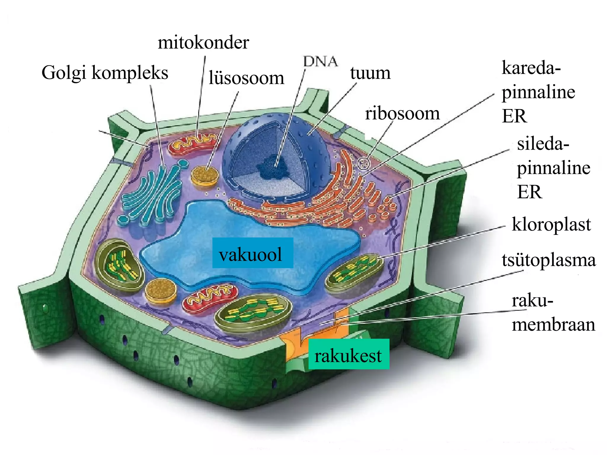 Golgi kompleks mitokonder lüsosoom tuum ribosoom kareda-pinnaline ER sileda-pinnaline ER kloroplast tsütoplasma raku-membraan vakuool rakukest 