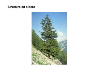 Struttura ad albero
 