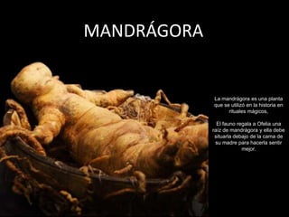 MANDRÁGORA


             La mandrágora es una planta
             que se utilizó en la historia en
                   rituales mágicos,

               El fauno regala a Ofelia una
             raíz de mandrágora y ella debe
              situarla debajo de la cama de
              su madre para hacerla sentir
                          mejor.
 