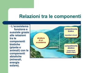 Relazioni tra le componenti L’ecosistema  funziona e sussiste grazie alle relazioni tra le componenti biotiche (piante e animali) con le componenti abiotiche (minerali, energia solare). 