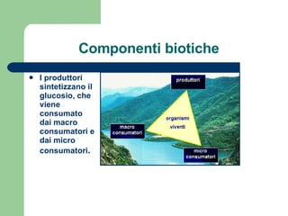 Componenti biotiche I produttori sintetizzano il glucosio, che viene consumato dai macro consumatori e dai micro consumatori . 