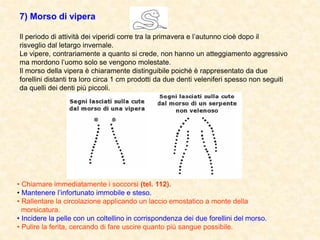 7) Morso di vipera
Il periodo di attività dei viperidi corre tra la primavera e l’autunno cioè dopo il
risveglio dal letargo invernale.
Le vipere, contrariamente a quanto si crede, non hanno un atteggiamento aggressivo
ma mordono l’uomo solo se vengono molestate.
Il morso della vipera è chiaramente distinguibile poiché è rappresentato da due
forellini distanti tra loro circa 1 cm prodotti da due denti veleniferi spesso non seguiti
da quelli dei denti più piccoli.
• Chiamare immediatamente i soccorsi (tel. 112).
• Mantenere l’infortunato immobile e steso.
• Rallentare la circolazione applicando un laccio emostatico a monte della
morsicatura.
• Incidere la pelle con un coltellino in corrispondenza dei due forellini del morso.
• Pulire la ferita, cercando di fare uscire quanto più sangue possibile.
 