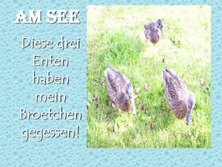 AM SEEDiese drei Enten haben mein Broetchen gegessen!