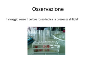 Osservazione
Il viraggio verso il colore rosso indica la presenza di lipidi

 