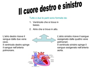 Tutte e due le parti sono formate da:
1. Ventricolo che si trova in
basso.
2. Atrio che si trova in alto.
L’atrio destro riceve il
sangue dalle due vene
cave.
Il ventricolo destro spinge
il sangue nell’arteria
polmonare.
L’atrio sinistro riceve il sangue
ossigenato dalle quattro vene
polmonari.
Il ventricolo sinistro spinge il
sangue ossigenato nell’arteria
aorta.
 