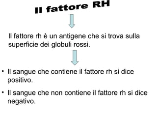 • Il sangue che contiene il fattore rh si dice
positivo.
• Il sangue che non contiene il fattore rh si dice
negativo.
Il fattore rh è un antigene che si trova sulla
superficie dei globuli rossi.
 