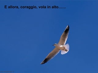 E allora, coraggio, vola in alto…… 