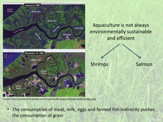 • The consumption of meat, milk, eggs and farmed fish indirectly pushes
the consumption of grain
SalmonShrimps
Aquaculture is not always
environmentally sustainable
and efficient
Source: http://www.shrimpnews.com/Graphics/Nicaragua/MangrovesNicaragua.jpg
 