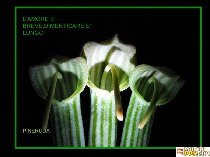 Presentazione2 Fiori E Frasi Celebri