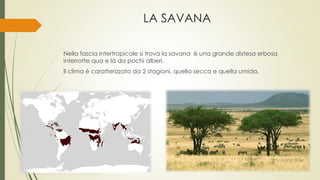 LA SAVANA 
Nella fascia intertropicale si trova la savana è una grande distesa erbosa 
interrotte qua e là da pochi alberi. 
Il clima è caratterizzato da 2 stagioni, quella secca e quella umida. 
 