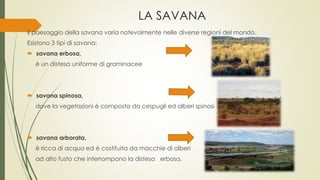 LA SAVANA 
Il paesaggio della savana varia notevolmente nelle diverse regioni del mondo. 
Esistono 3 tipi di savana: 
 savana erbosa, 
è un distesa uniforme di graminacee 
 savana spinosa, 
dove la vegetazioni è composta da cespugli ed alberi spinosi 
 savana arborata, 
è ricca di acqua ed è costituita da macchie di alberi 
ad alto fusto che interrompono la distesa erbosa. 
 