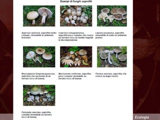 biologia ed ecologia dei funghi epigei