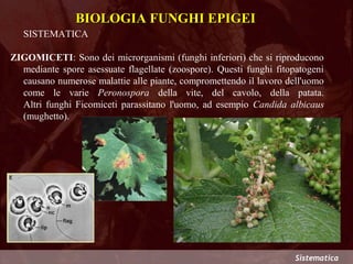 biologia ed ecologia dei funghi epigei