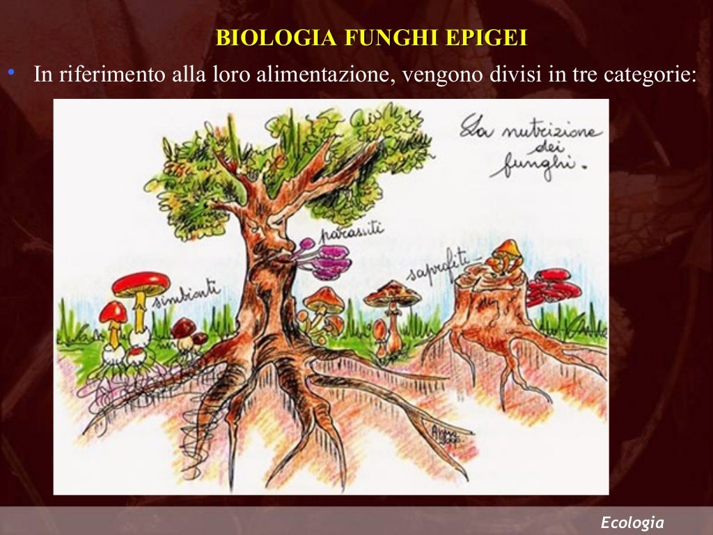 biologia ed ecologia dei funghi epigei