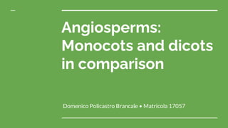 Angiosperms:
Monocots and dicots
in comparison
Domenico Policastro Brancale • Matricola 17057
 