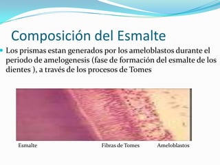 Composición del Esmalte

 Los prismas estan generados por los ameloblastos durante el

periodo de amelogenesis (fase de formación del esmalte de los
dientes ), a través de los procesos de Tomes

Esmalte

Fibras de Tomes

Ameloblastos

 