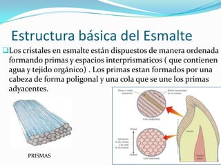 Estructura básica del Esmalte
Los cristales en esmalte están dispuestos de manera ordenada

formando primas y espacios interprismaticos ( que contienen
agua y tejido orgánico) . Los primas estan formados por una
cabeza de forma poligonal y una cola que se une los primas
adyacentes.

PRISMAS

 
