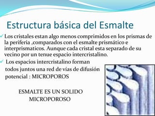 Estructura básica del Esmalte

 Los cristales estan algo menos comprimidos en los prismas de

la periferia ,comparados con el esmalte prismático e
interprismaticos. Aunque cada cristal esta separado de su
vecino por un tenue espacio intercristalino.
 Los espacios intercristalino forman
todos juntos una red de vías de difusión
potencial : MICROPOROS

ESMALTE ES UN SOLIDO
MICROPOROSO

 