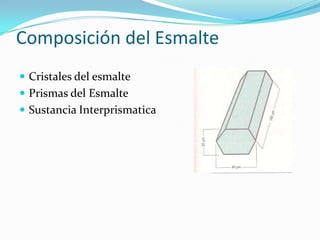 Composición del Esmalte
 Cristales del esmalte
 Prismas del Esmalte
 Sustancia Interprismatica

 