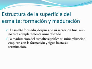 Estructura de la superficie del
esmalte: formación y maduración
 El esmalte formado, después de su secreción final aun

no esta completamente mineralizado.
 La maduración del esmalte significa su mineralización:
empieza con la formación y sigue hasta su
terminación.

 