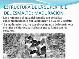 ESTRUCTURA DE LA SUPERFICIE
DEL ESMALTE : MADURACIÓN
 Las proteínas y el agua del esmalte son extraídas

concomitantemente con la captación de Calcio y Fosfato.
 La maduración ocurre con el crecimiento de los primeros
cristales de hidroxiapatita hasta que se funde con los
cercanos.

 