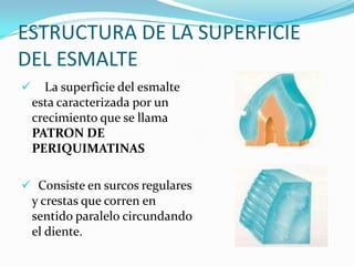ESTRUCTURA DE LA SUPERFICIE
DEL ESMALTE


La superficie del esmalte
esta caracterizada por un
crecimiento que se llama
PATRON DE
PERIQUIMATINAS

 Consiste en surcos regulares

y crestas que corren en
sentido paralelo circundando
el diente.

 