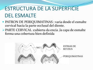 ESTRUCTURA DE LA SUPERFICIE
DEL ESMALTE
 PATRON DE PERIQUIMATINAS : varia desde el esmalte

cervical hacia la parte occlusal del diente.
 PARTE CERVICAL :cubierta da encia ,la capa de esmalte
forma una cobertura bien definida

ESTRIAS DE
RETZIUS
PERIQUIMATINAS

 
