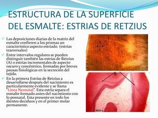 ESTRUCTURA DE LA SUPERFICIE
DEL ESMALTE: ESTRIAS DE RETZIUS
 Las deposiciones diarias de la matriz del
esmalte confieren a los prismas un
característico aspecto estriado. (estrías
trasversales)
 Entre intervalos regulares se pueden
distinguir también las estrías de Retzius

(A) o estrías incrementales de aspecto
oscuro y concéntrico, formadas por breves
pausas fisiológicas en la secreción del
tejido.
 En la primera Estrías de Retzius a
desarrollarse después del nacimiento es
particularmente evidente y se llama
“Línea Neonatal”. Esta estría separa el
esmalte formado antes del nacimiento con
lo posnatal. Esta presente en todo los
dientes deciduos y en el primer molar
permanente.

B

 