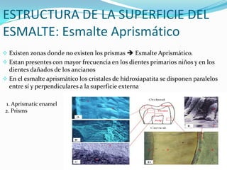 ESTRUCTURA DE LA SUPERFICIE DEL
ESMALTE: Esmalte Aprismático
 Existen zonas donde no existen los prismas  Esmalte Aprismático.
 Estan presentes con mayor frecuencia en los dientes primarios niños y en los

dientes dañados de los ancianos
 En el esmalte aprismático los cristales de hidroxiapatita se disponen paralelos
entre sí y perpendiculares a la superficie externa
1. Aprismatic enamel
2. Prisms

 