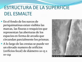 ESTRUCTURA DE LA SUPERFICIE
DEL ESMALTE
 En el fondo de los surcos de

periquimatinas estan visibles las
marcas, las fisuras o resquicios que
representan las aberturas de los
espacios en forma de arcada que
circundan parcialmente los prismas.
 A lo largo de las crestas se puede ver
un elevado numero de orificios
(orificios focal) de diámetro 10-15 x
10-12μ

 