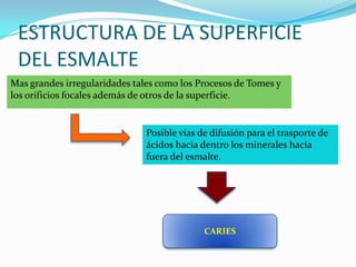 ESTRUCTURA DE LA SUPERFICIE
DEL ESMALTE
Mas grandes irregularidades tales como los Procesos de Tomes y
los orificios focales además de otros de la superficie.

Posible vías de difusión para el trasporte de
ácidos hacia dentro los minerales hacia
fuera del esmalte.

CARIES

 