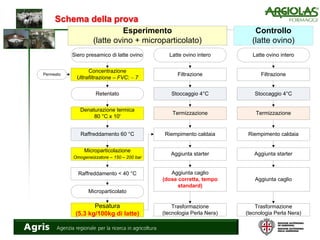 Schema della prova
Termizzazione
Concentrazione
Ultrafiltrazione – FVC: ~ 7
Retentato
Denaturazione termica
80 °C x 10'
Raffreddamento 60 °C
Microparticolazione
Omogeneizzatore – 150 – 200 bar
Microparticolato
Filtrazione
Stoccaggio 4°C
Latte ovino interoSiero presamico di latte ovino
Permeato
Raffreddamento < 40 °C
Pesatura
(5,3 kg/100kg di latte)
Riempimento caldaia
Trasformazione
(tecnologia Perla Nera)
Termizzazione
Filtrazione
Stoccaggio 4°C
Latte ovino intero
Riempimento caldaia
Esperimento
(latte ovino + microparticolato)
Controllo
(latte ovino)
Aggiunta starter Aggiunta starter
Trasformazione
(tecnologia Perla Nera)
Aggiunta caglio
(dose corretta, tempo
standard)
Aggiunta caglio
 