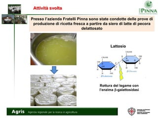 Attività svolta
Lattosio
Rottura del legame con
l’enzima b-galattosidasi
Presso l’azienda Fratelli Pinna sono state condotte delle prove di
produzione di ricotta fresca a partire da siero di latte di pecora
delattosato
 