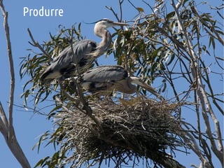 Produrre

 
