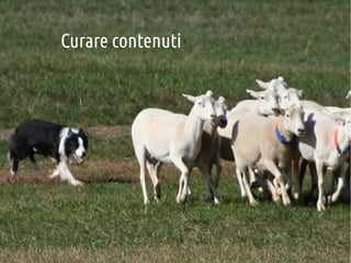 Curare contenuti

 