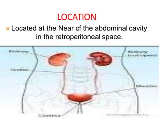 LOCATION
 Located at the Near of the abdominal cavity
in the retroperitoneal space.
 